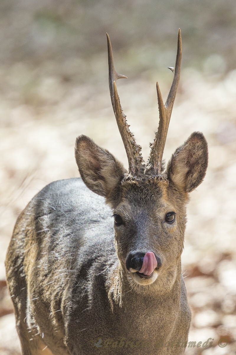 Soddisfatto del pranzo....
