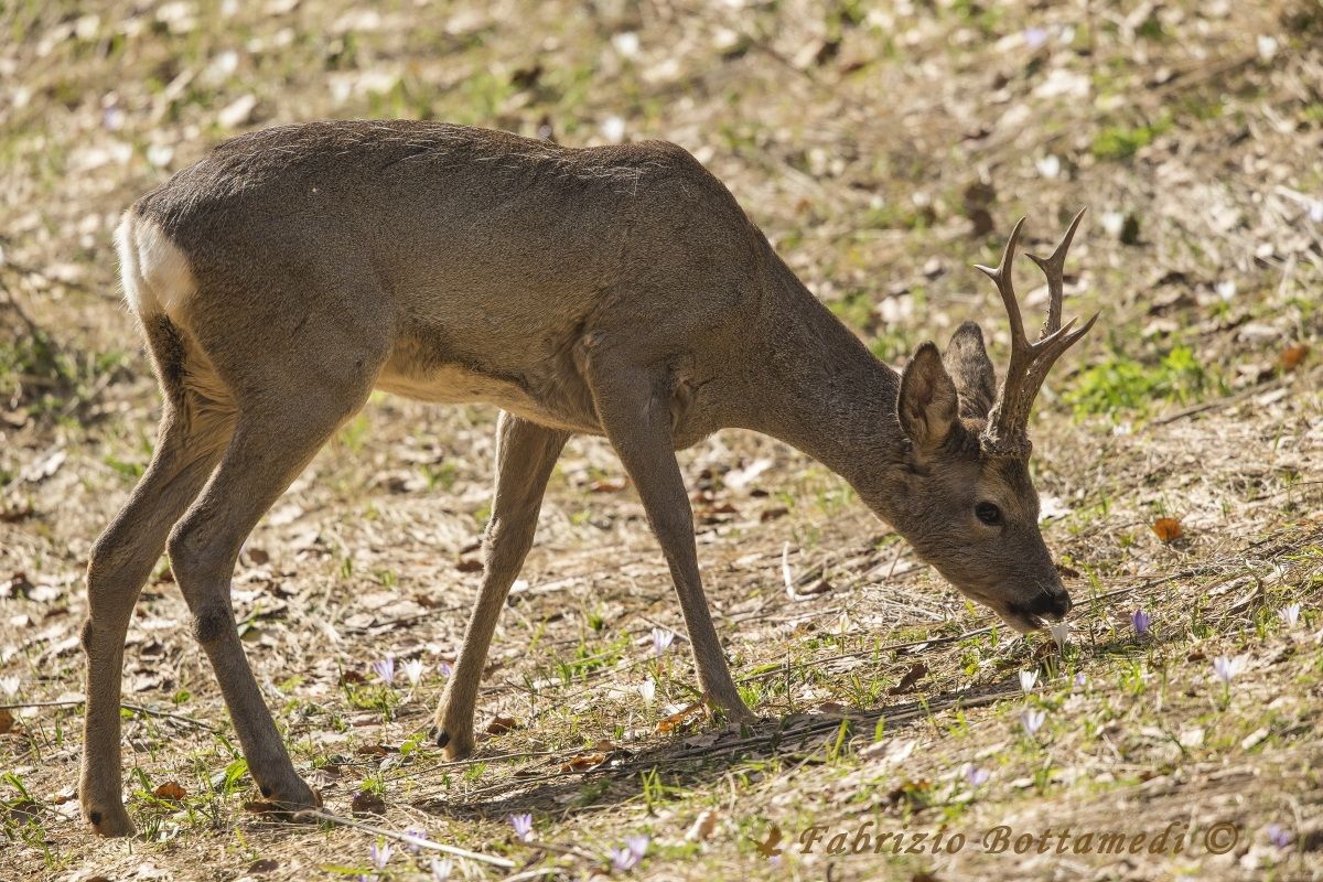 Good these little flowers!