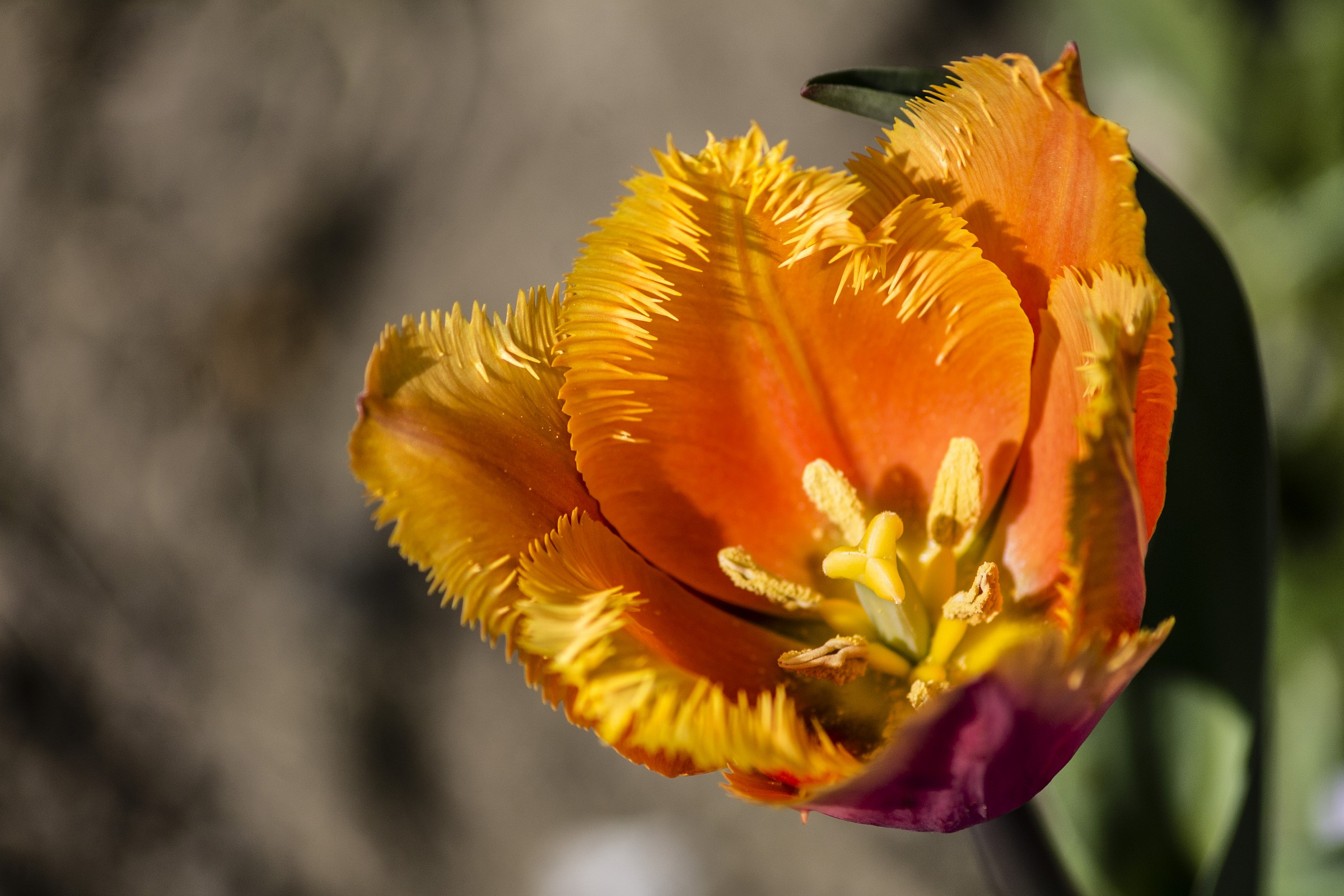 Il sole in giardino...