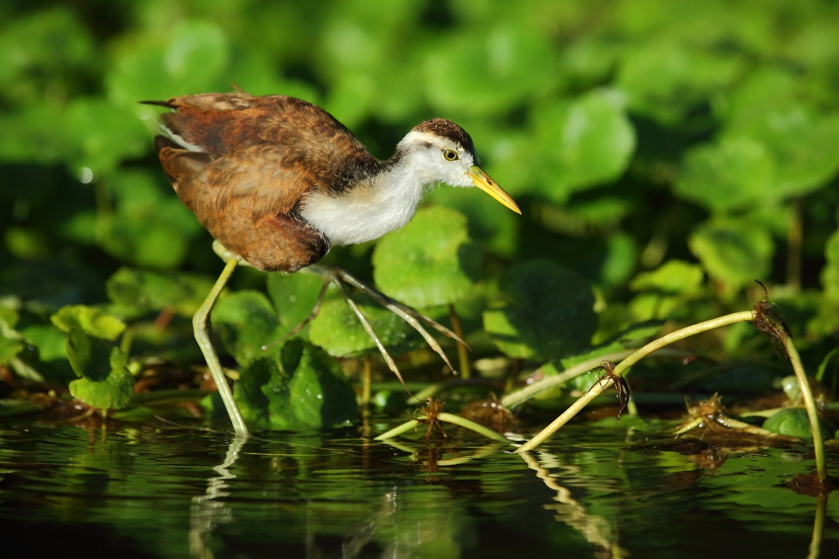 Jacana spinosa