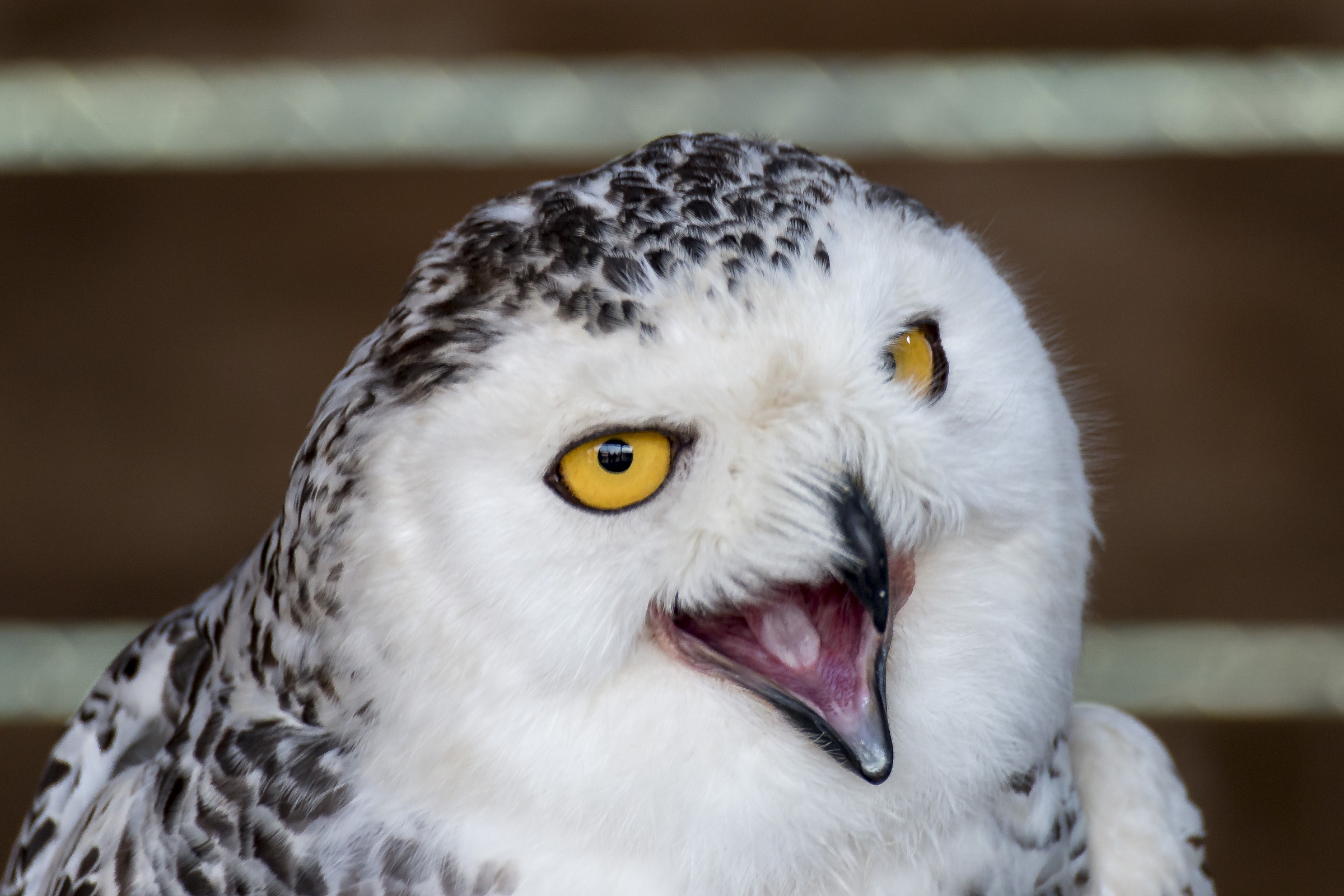 voglio uscireeeeee....