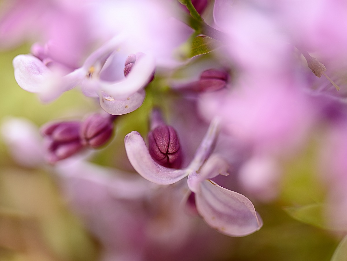 I rami non sono più spogli!