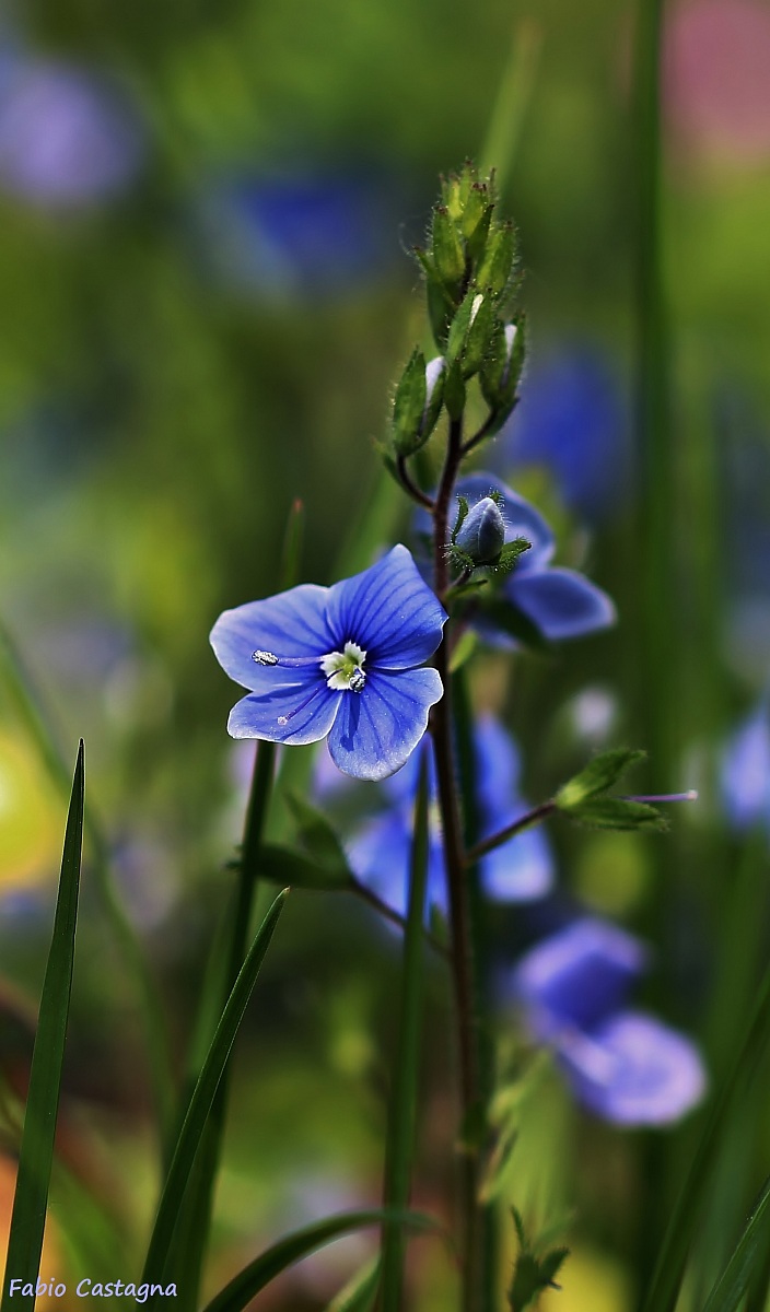Non ti scordar di me (Myosotis)