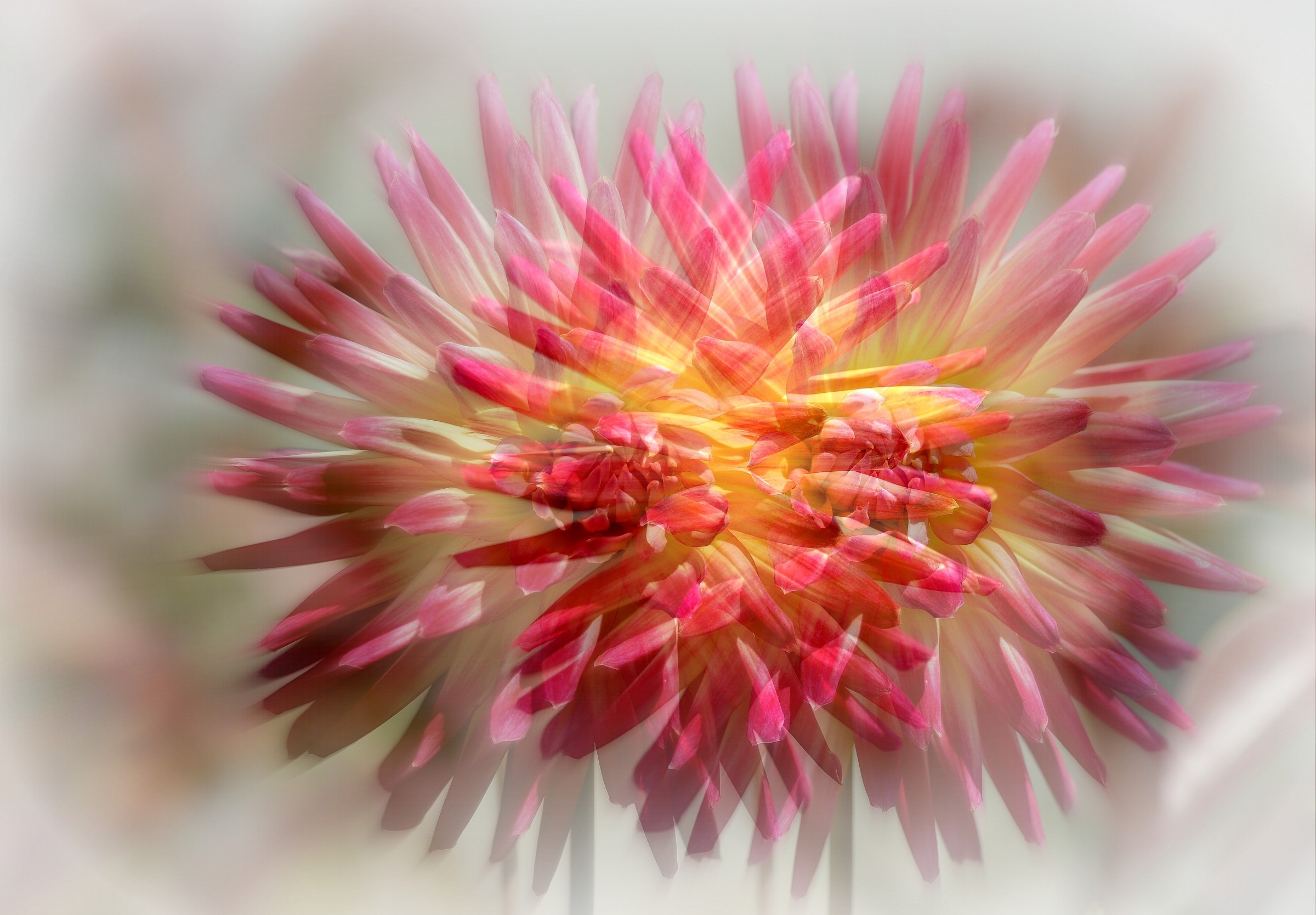 explosion of spring ................