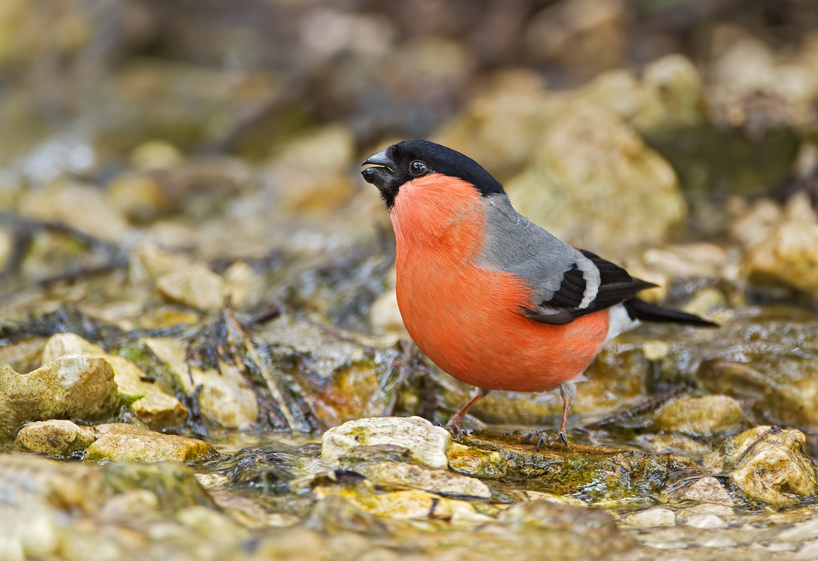 Bullfinch