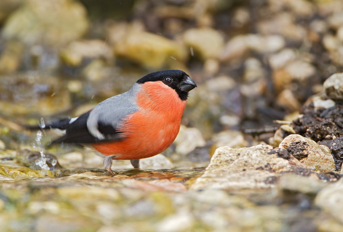 Bullfinch