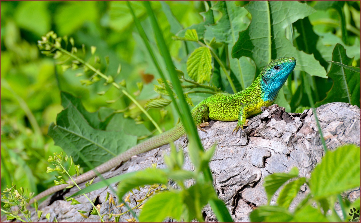 Lacerta viridis