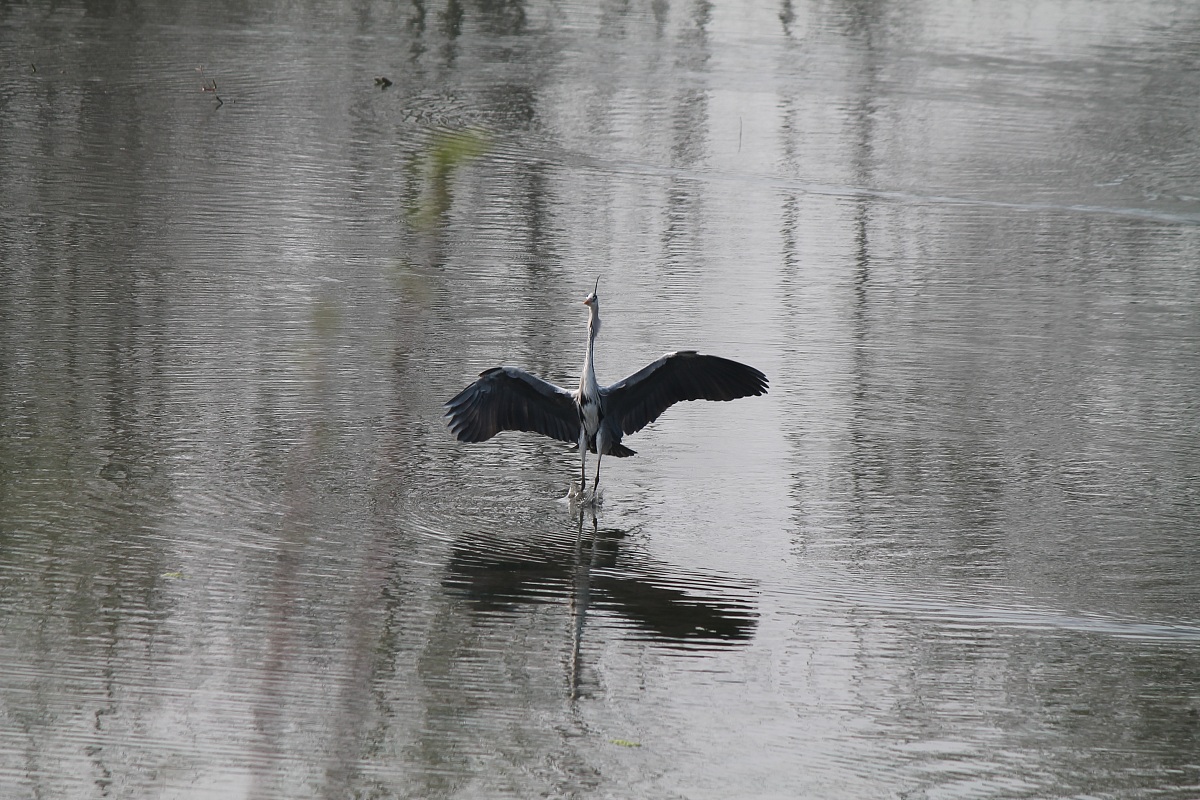 Grey Heron