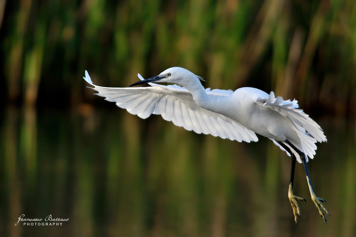 Egret in Flight