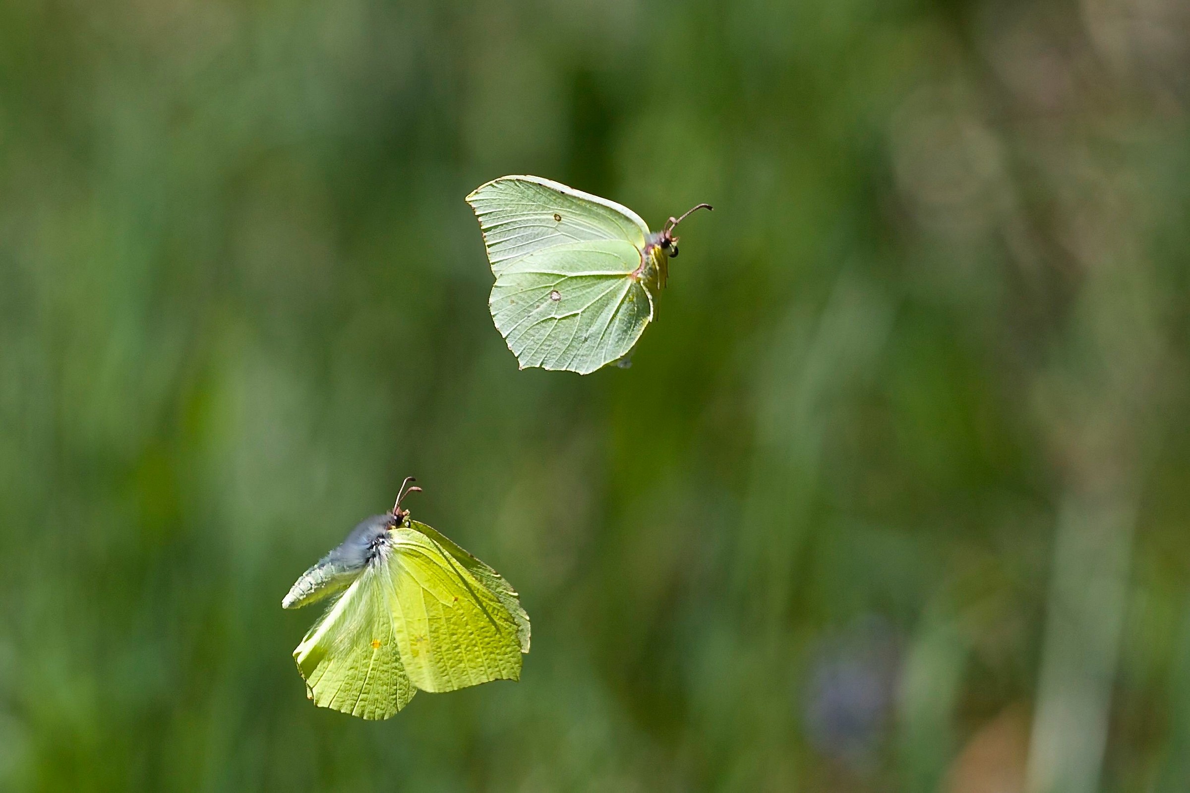 Flights from ceremony