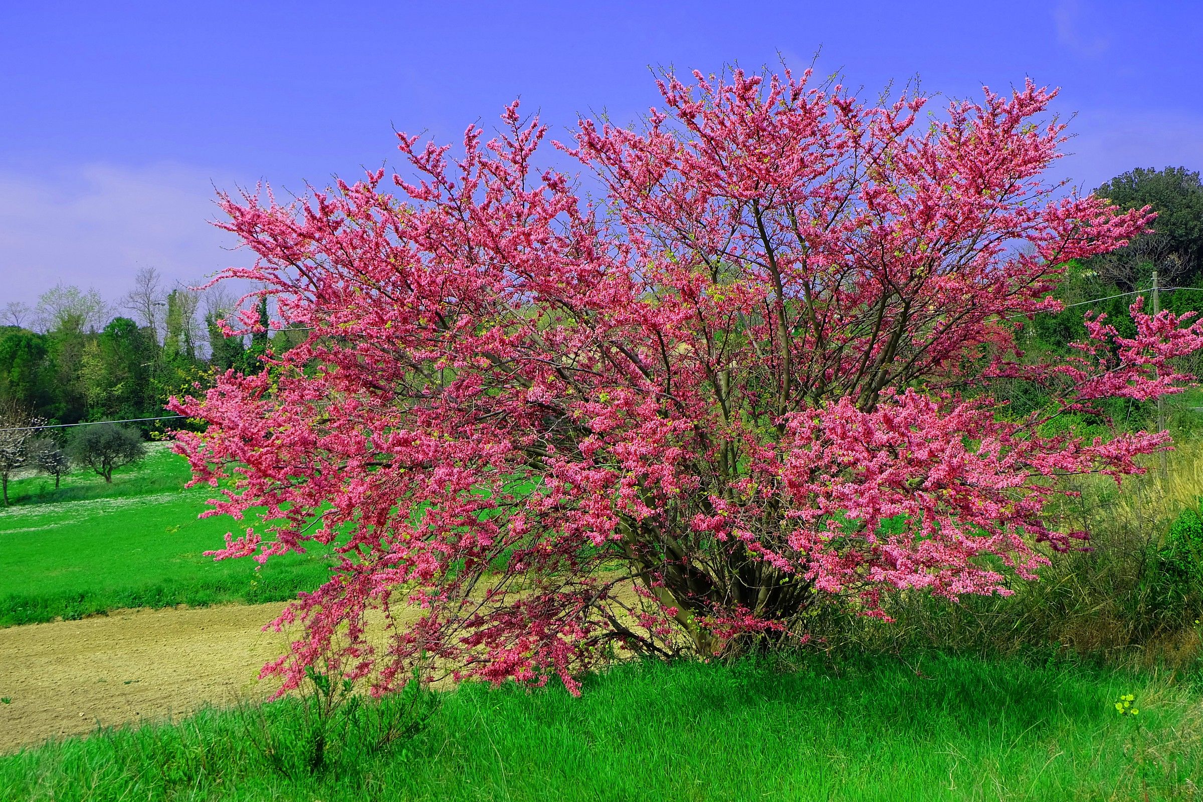 Alle Pendici Del Conero