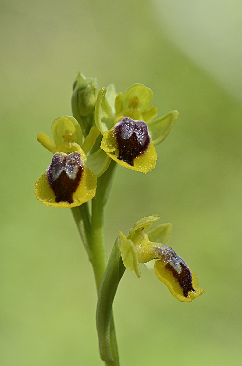 Ophrys lutea