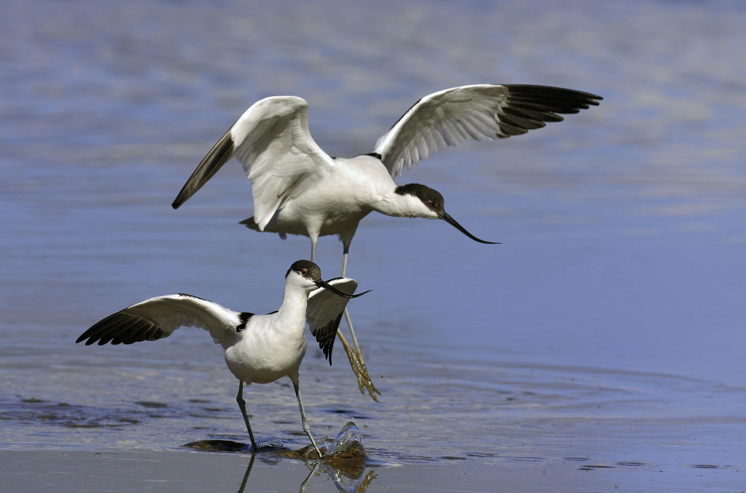 avocets coupling failed attempt ...