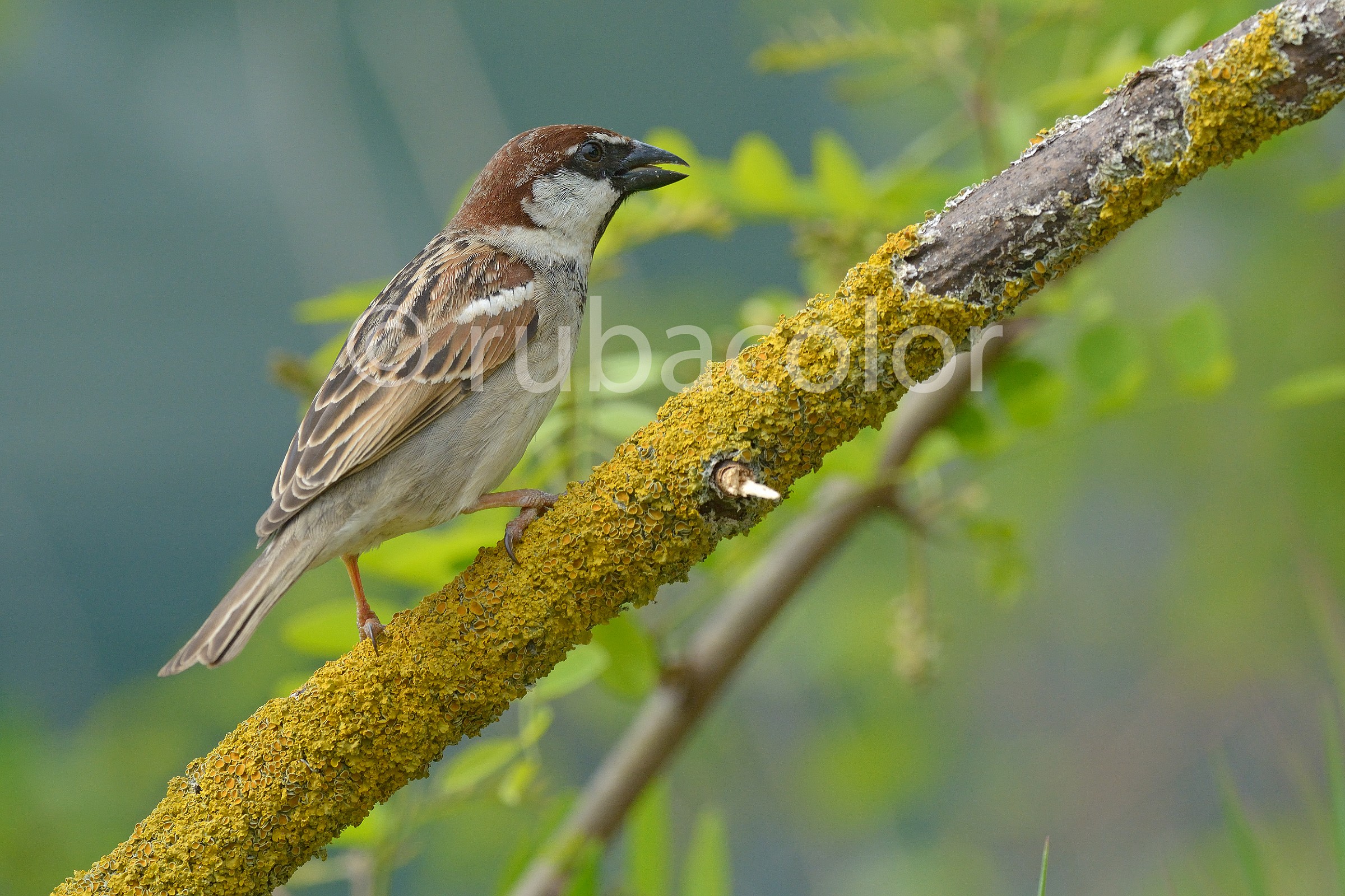 Un maschio di passero che chiama la femmina