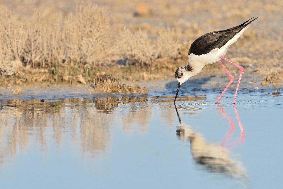 Cavaliere D'italia poco dopo le prime luci!