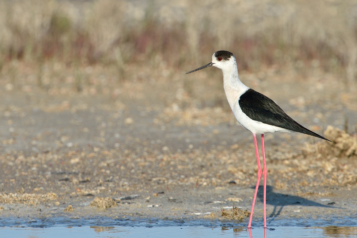 Cavaliere D'italia poco dopo le prime luci! 3