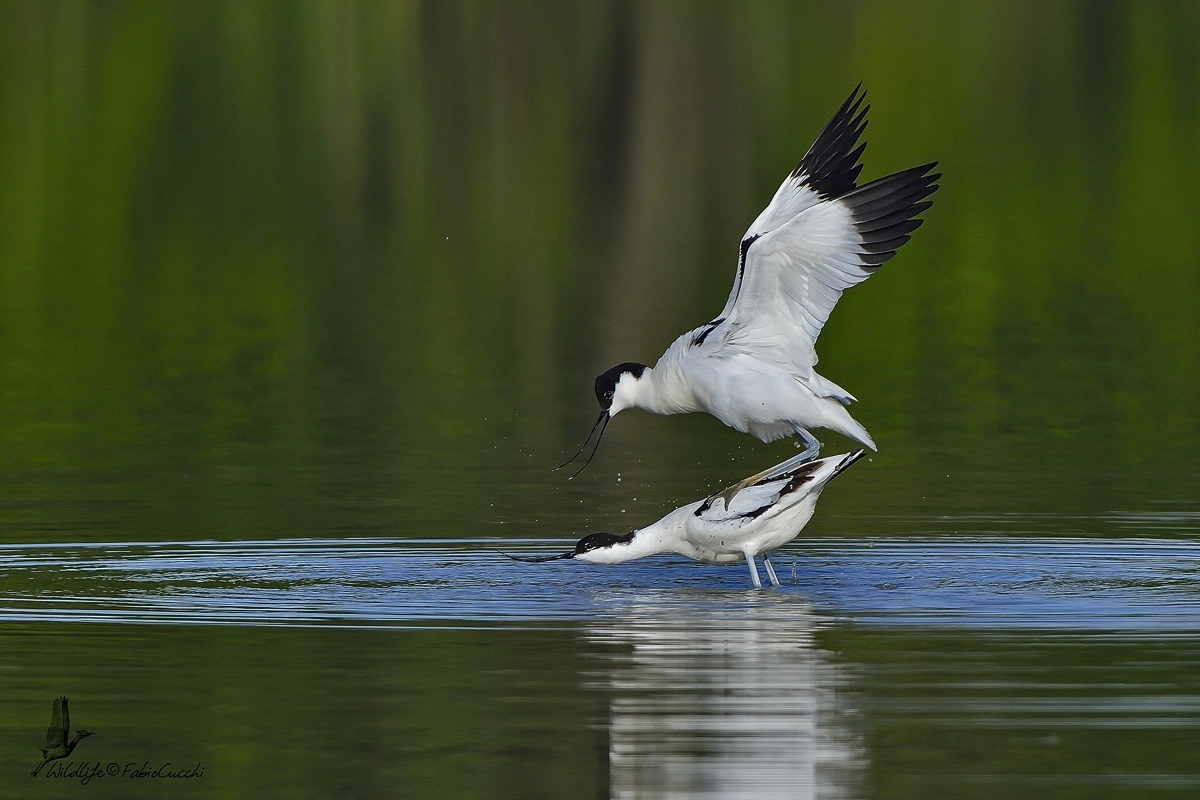 Avocets