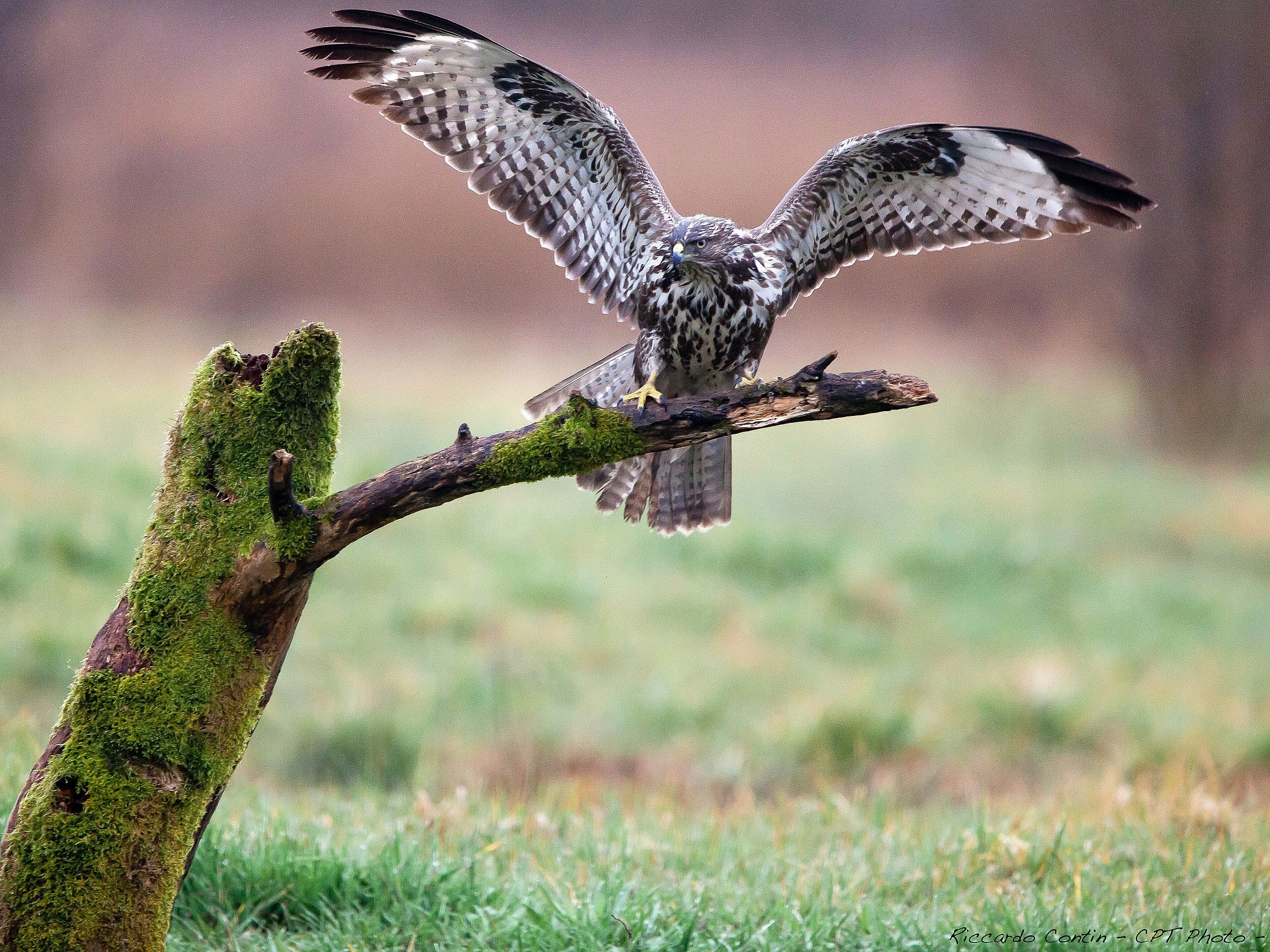 Poiana sotto la pioggia ...