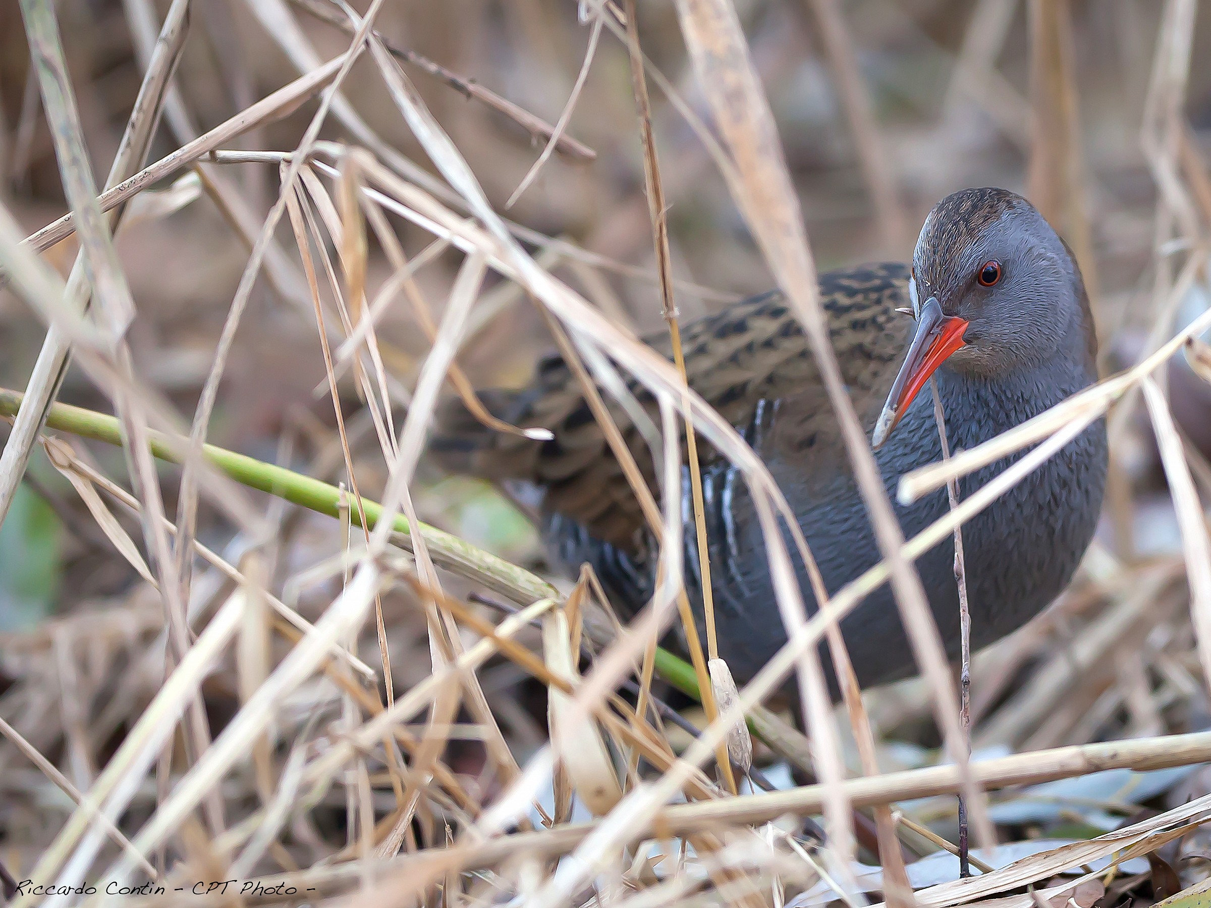 Porcilione in passeggiata