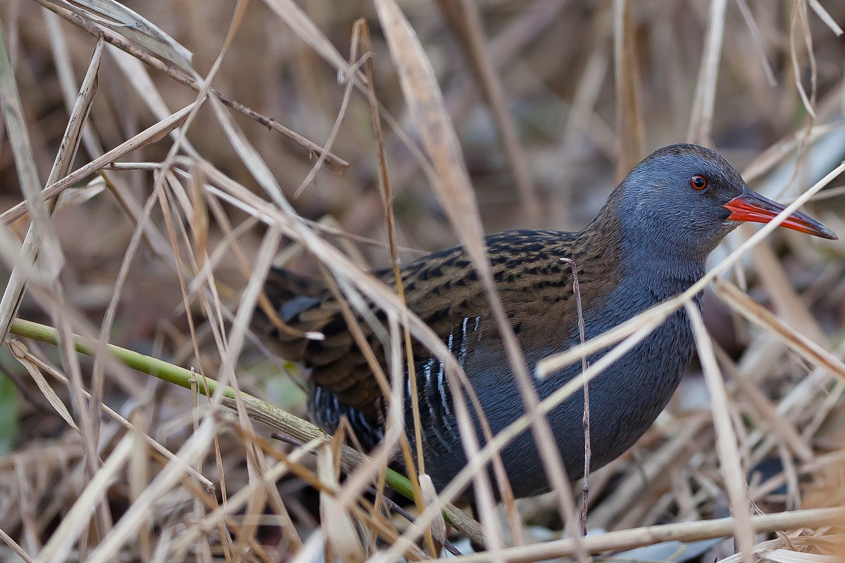 Porcilione in posa plastica ...