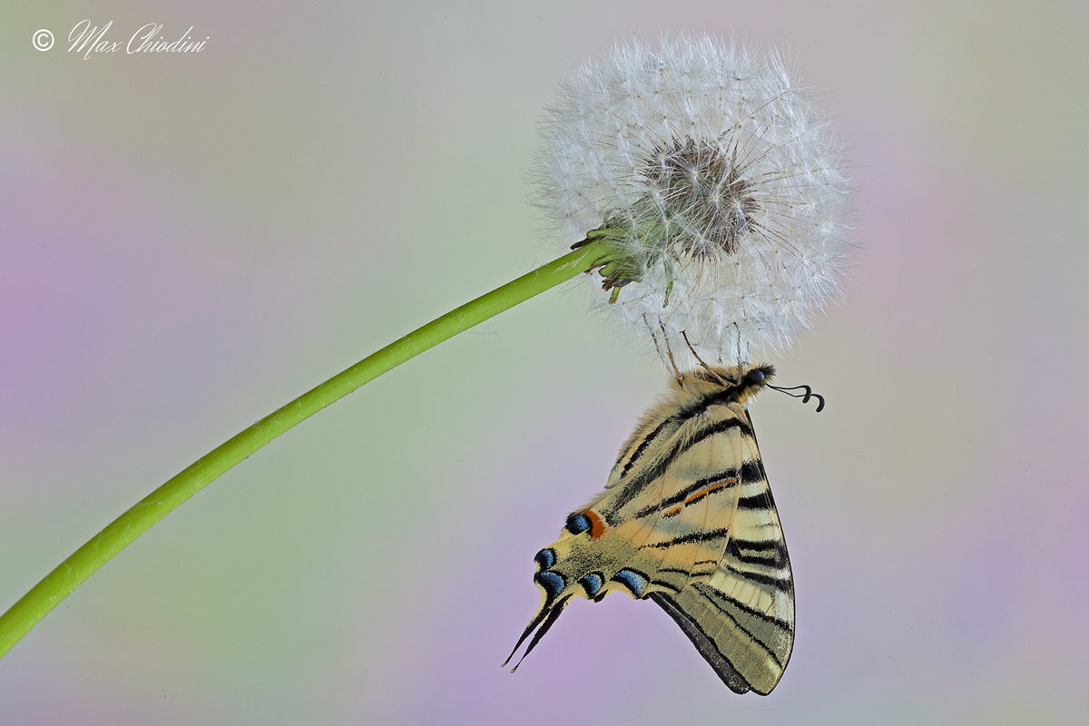 Hopefully that can withstand!