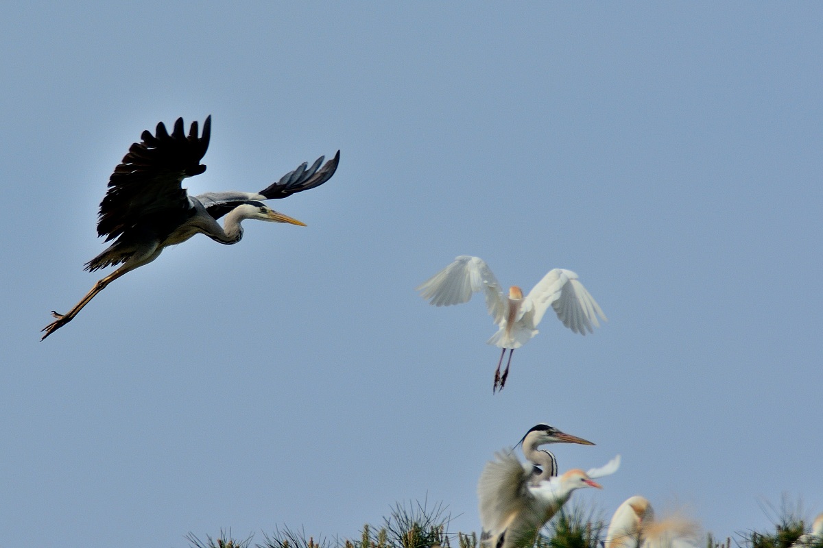 Herons & Egrets