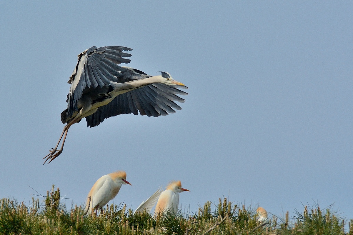 Herons & Egrets