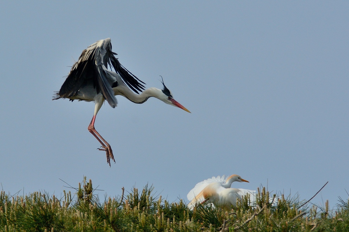 Herons & Egrets