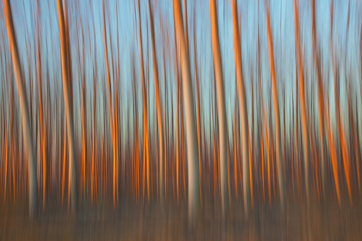 Trees at sunset.