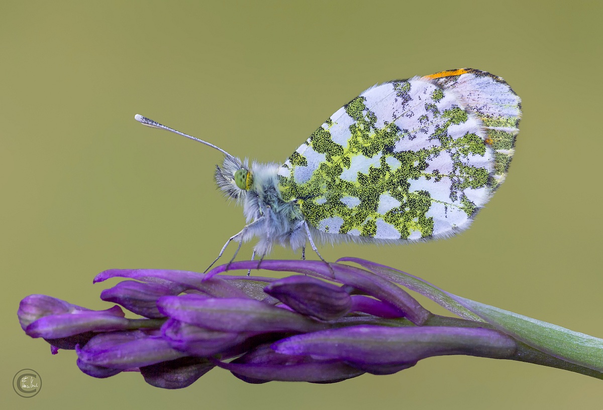 Anthocharis Cardamines