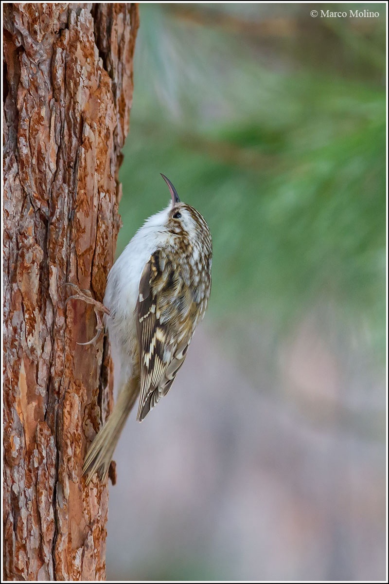 Certhia familiaris - Rampichino alpestre