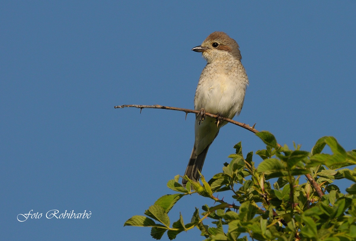 Averla piccola .. femmina..