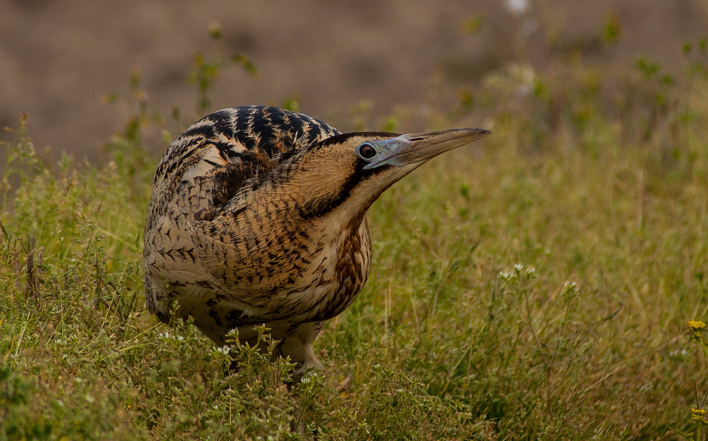 bittern