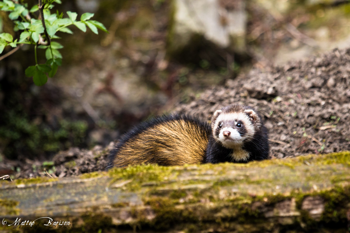 European Polecat