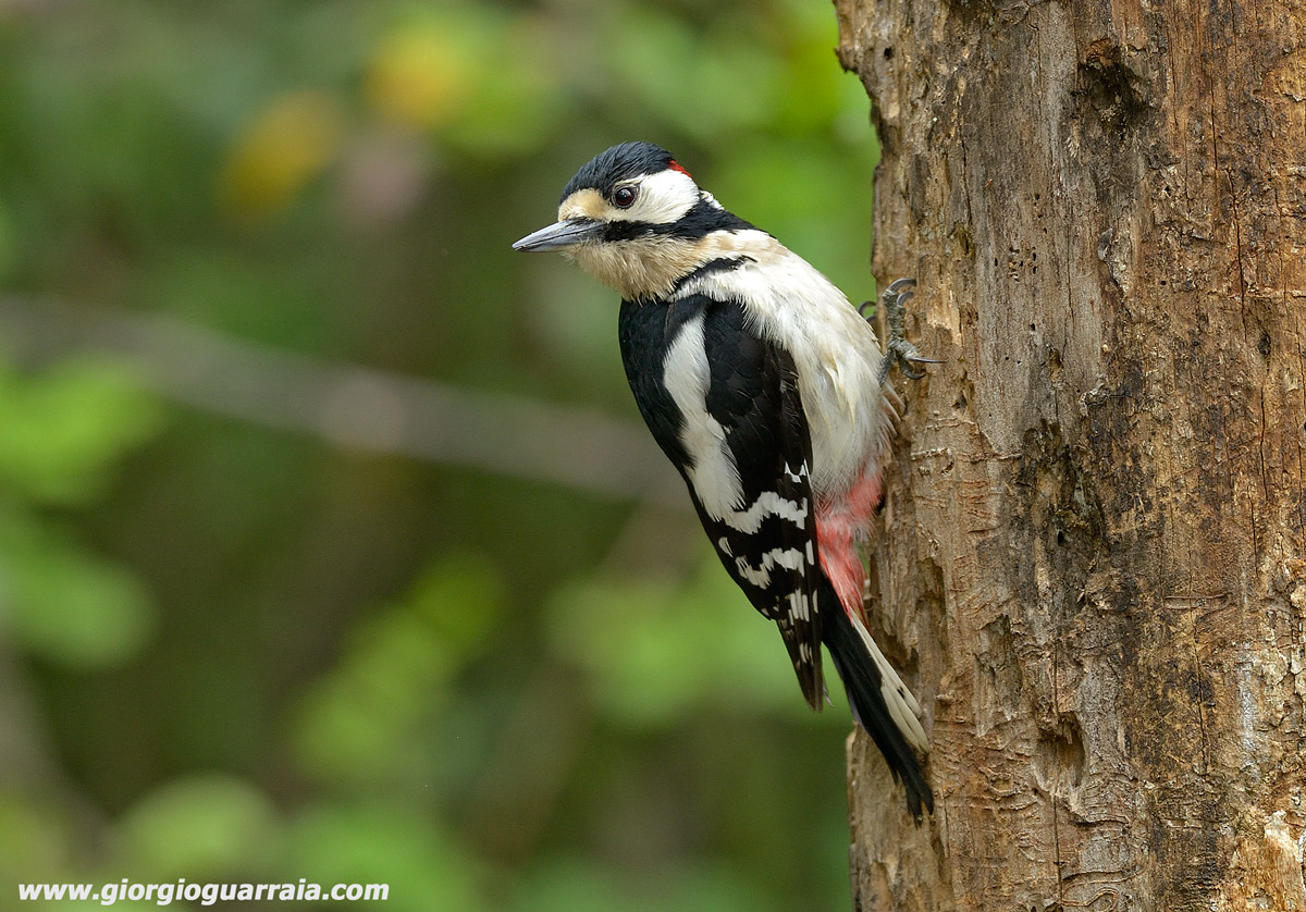 Picchio rosso magg.