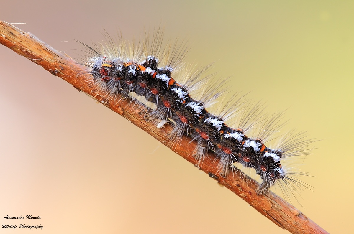Bruco di Melitea