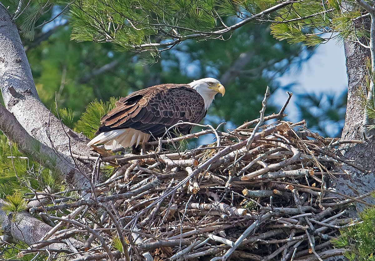 Bald Eagle