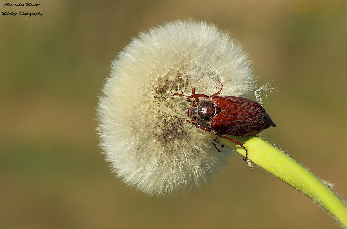 Beetle on head