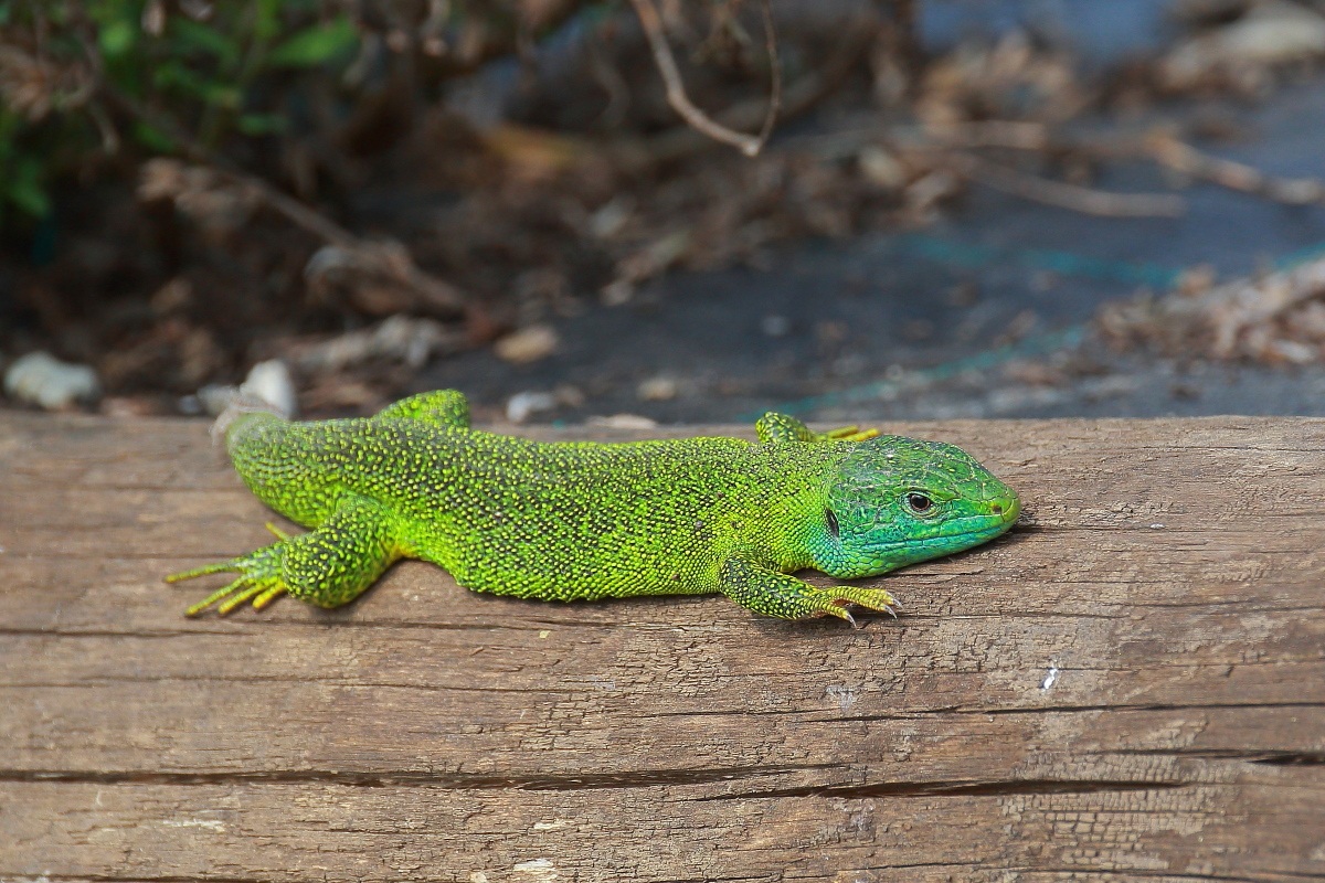 Green lizard