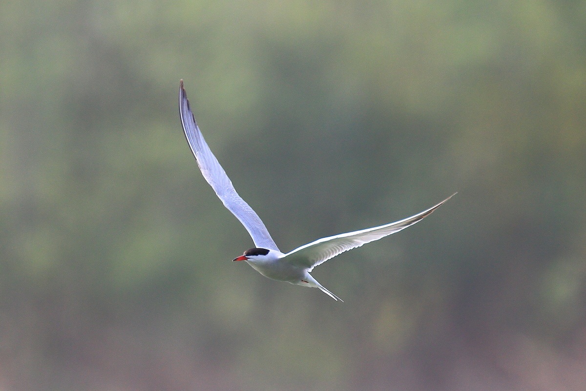 Tern in flight