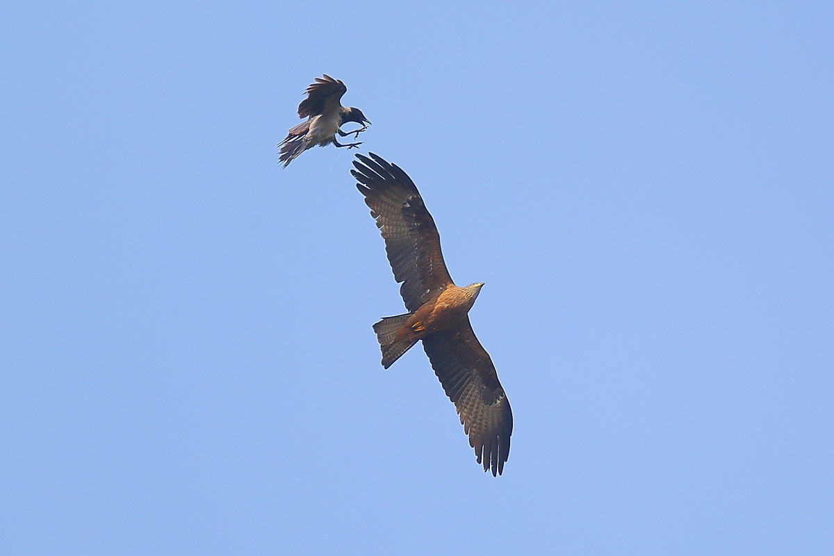 Black kite vs Crow