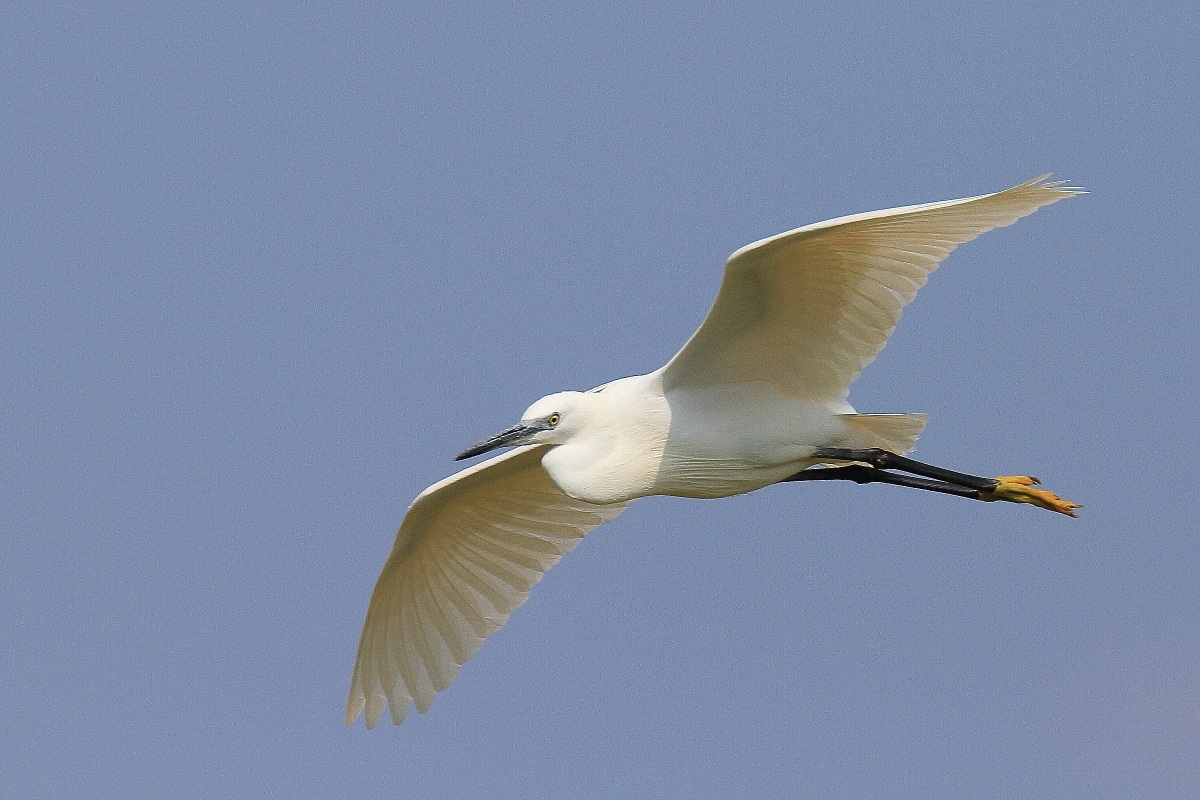 Egret in flight