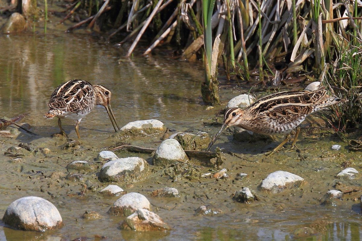 Pair of Snipe