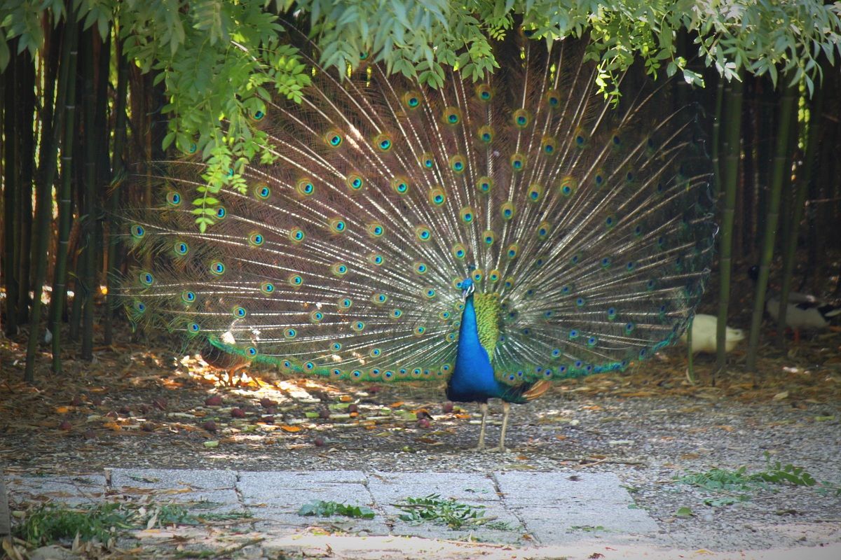 Peacock