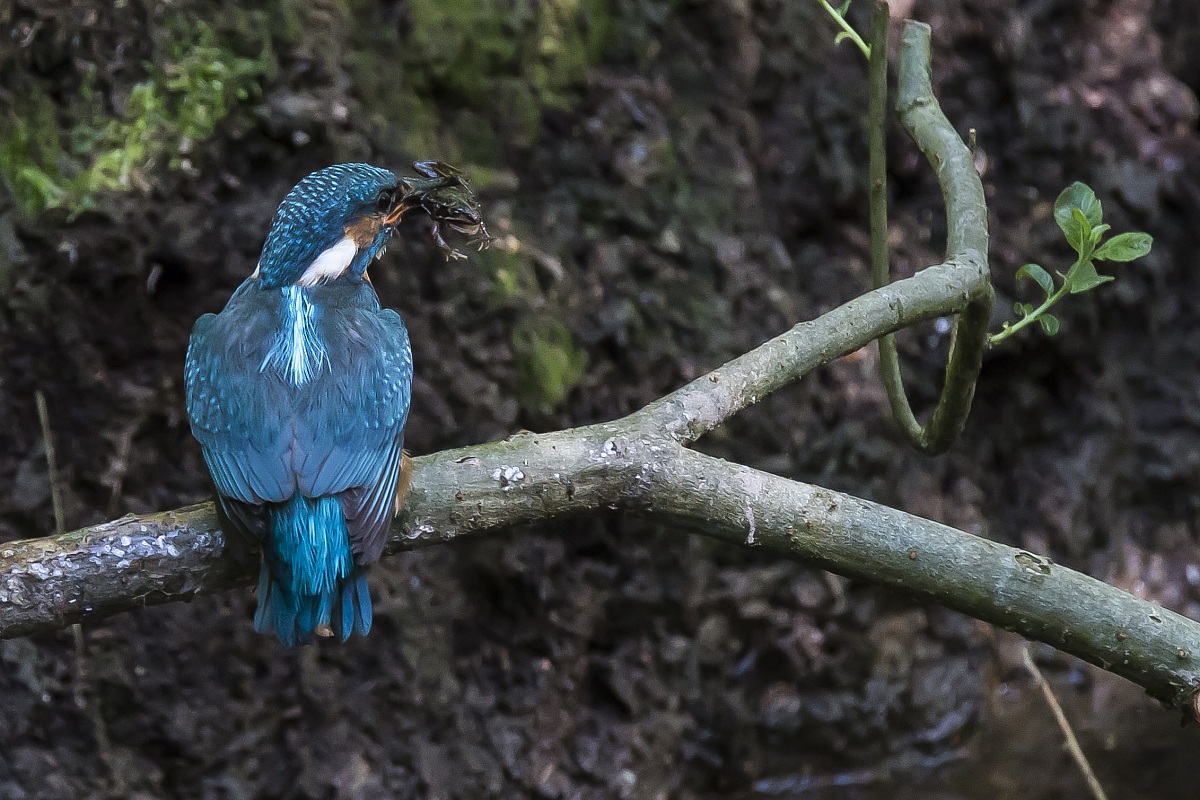 Martin con Amica Rana Verde!