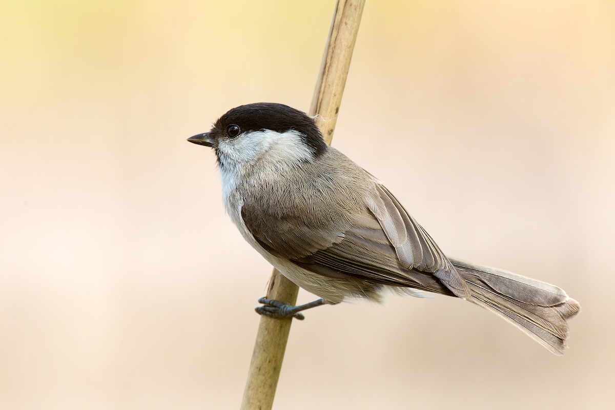 Cincia Bigia affamata...