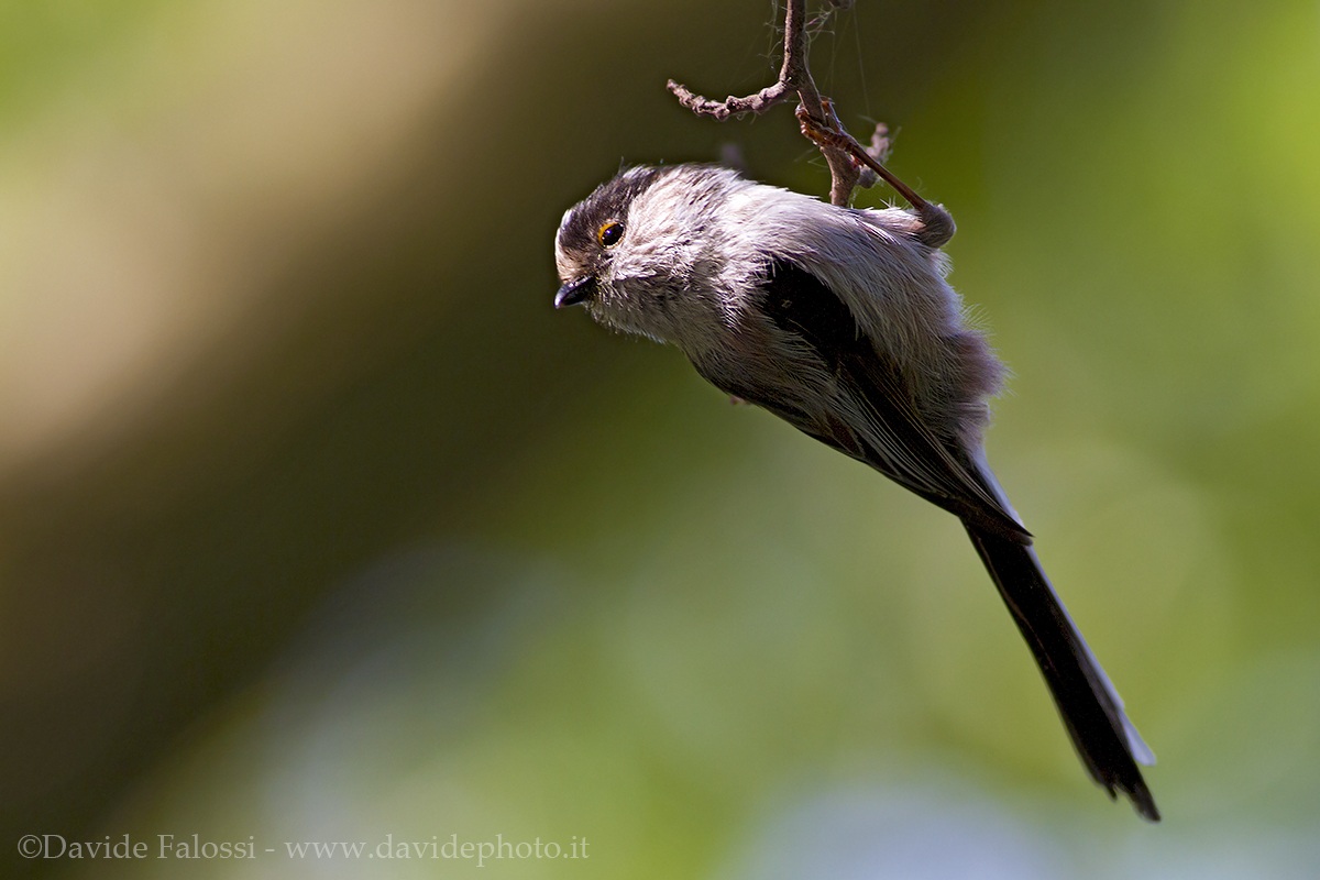 Long-tailed Tit