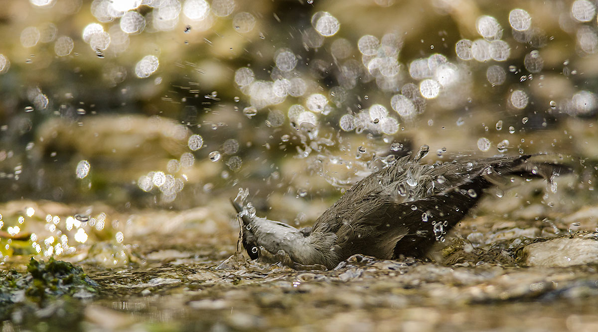 il bagno della capinera