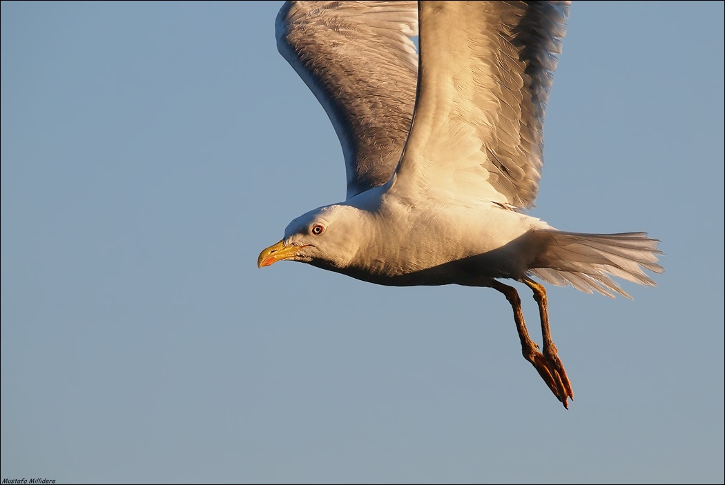 Yellow-legged Gull ...