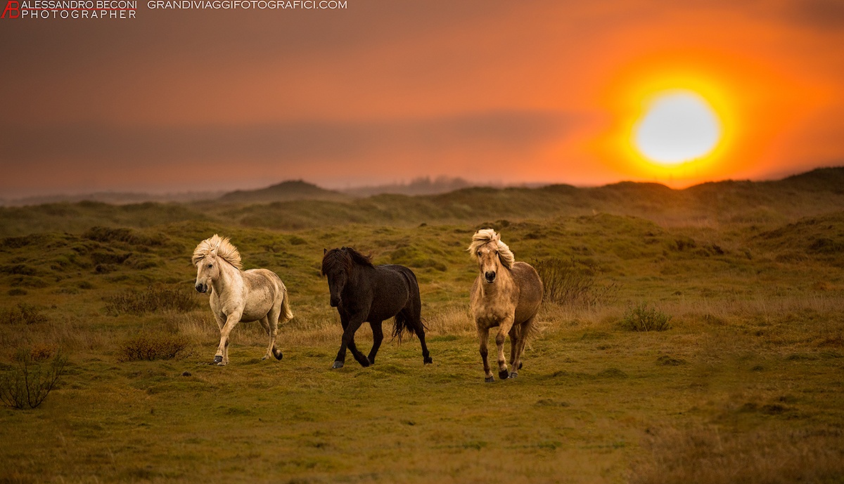 Wild horses